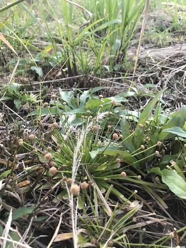 Eriocaulon kiusianum iNat (2)