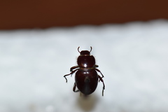 Lariversius tibialis