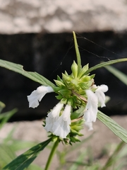 Leucas lavandulifolia, photograph author not stated, no rights reserved