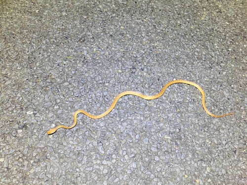 Brown Tree Snake sighting