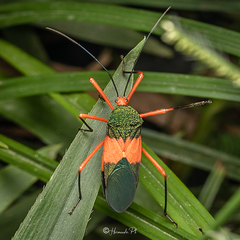 Paryphes