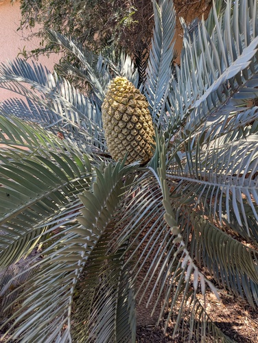 Kei Cycad (Encephalartos princeps)