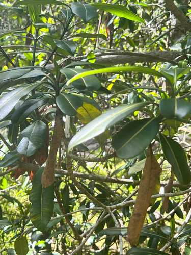 Ochrosia haleakalae observed 2026-01-14