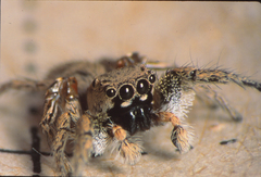 Habronattus anepsius