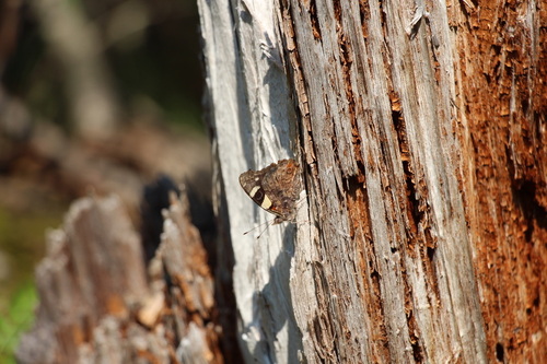Yellow Admiral