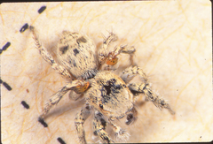Habronattus anepsius