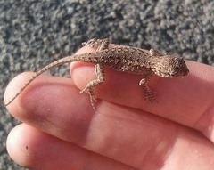 Sceloporus occidentalis