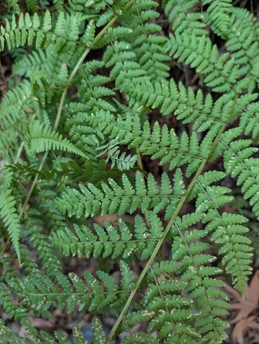 Pale Male-fern (Dryopteris pallida)