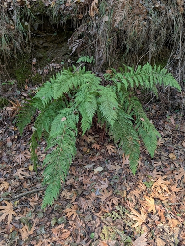 Dryopteris pallida, photograph 3