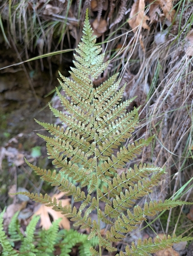 Dryopteris pallida, photograph 2