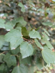 Acer obtusifolium, photograph (c) Marios Thoma, some rights reserved (CC BY)