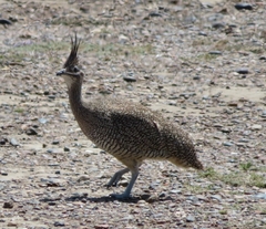 Eudromia elegans