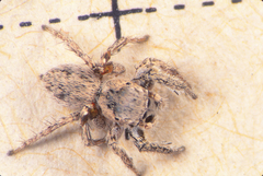 Habronattus anepsius