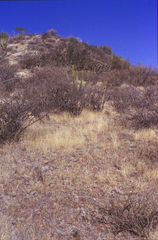 Habronattus anepsius