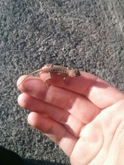 Sceloporus occidentalis