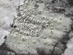 Pertusaria xanthodes