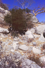 Habronattus anepsius