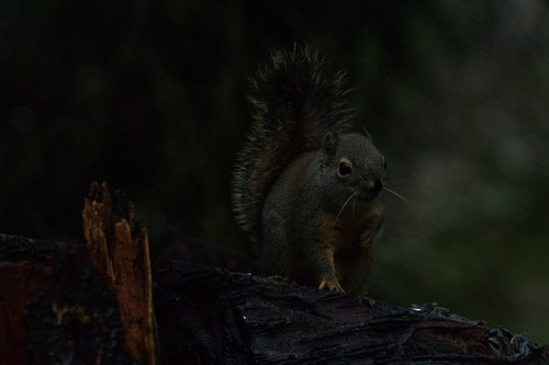 Douglas's Squirrel observed by sugaress