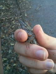 Sceloporus occidentalis