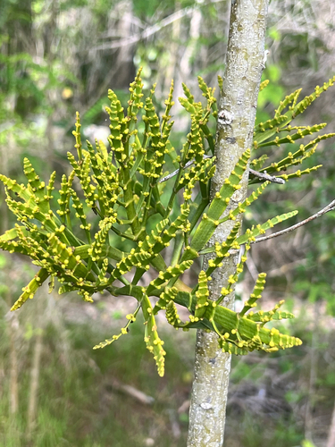 Korthalsella complanata observed 2026-01-14
