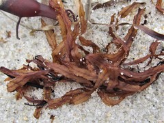 Sargassum filipendula