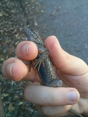 Sceloporus occidentalis