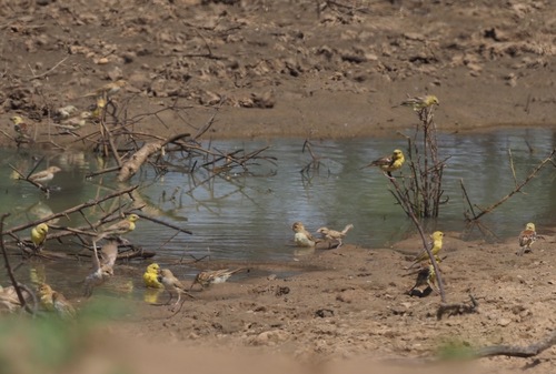 Sudan Golden Sparrow