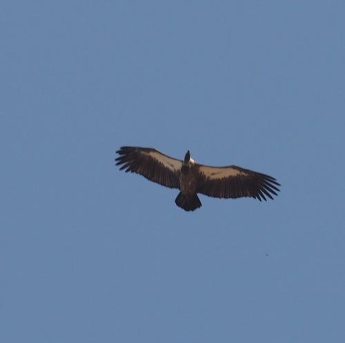 White-backed Vulture
