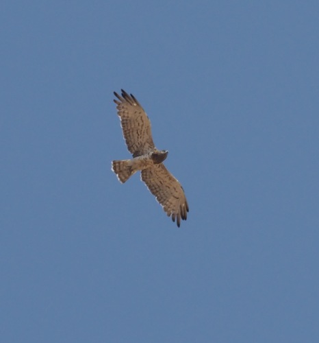 Circaetus gallicus gallicus