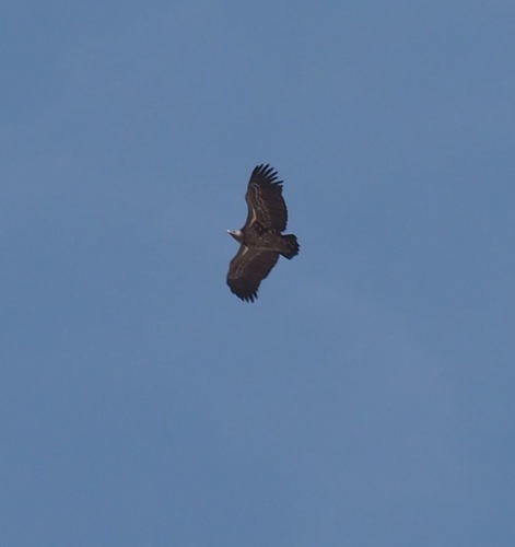 Rüppell's Griffon