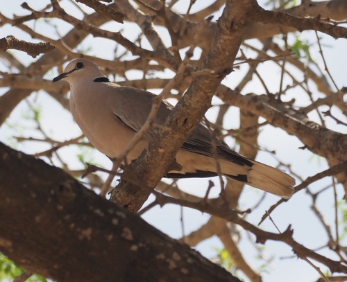 Vinaceous Dove