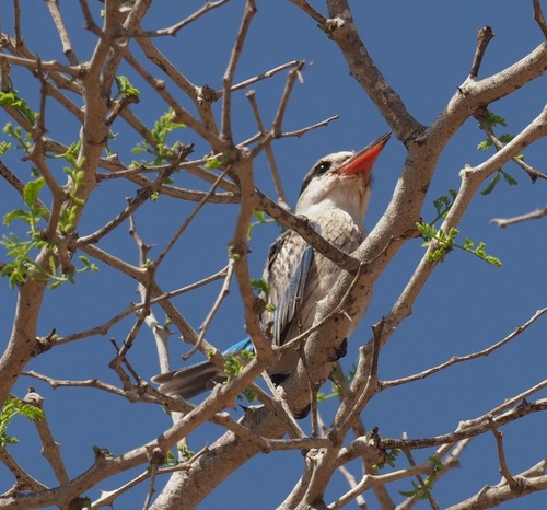 Striped Kingfisher