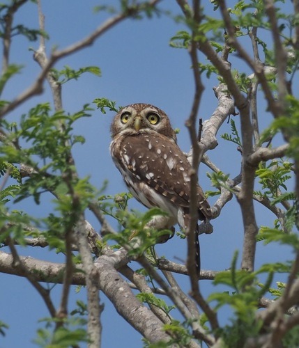 Pearl-spotted Owlet