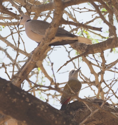 African Grey Woodpecker