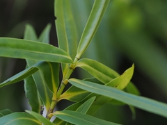 Veronica flavida, photograph Angus Campbell, CC BY, iNaturalist via GBIF