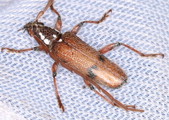 Strongylurus thoracicus