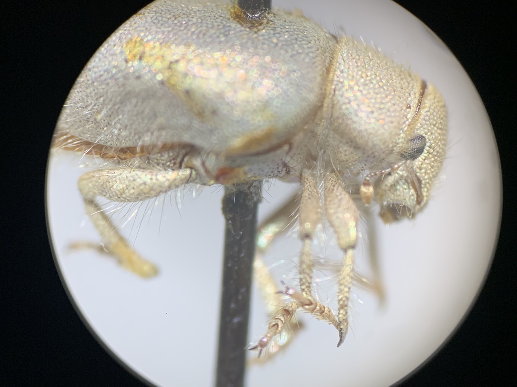 Nelson's Miloderes Weevil