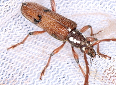 Strongylurus thoracicus