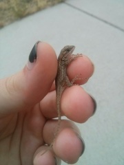 Sceloporus occidentalis