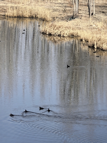 Common Coot