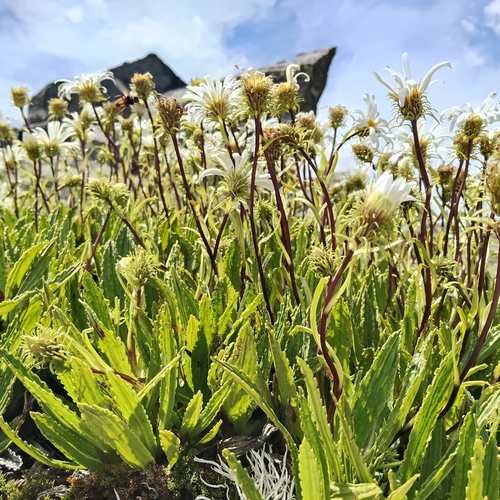 Celmisia prorepens, photograph 1