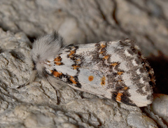 Aglaosoma periblepta