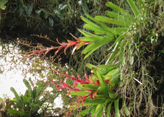 Vriesea philippocoburgi