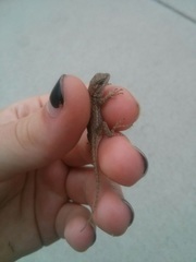 Sceloporus occidentalis