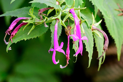 Siphocampylus cordatus