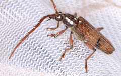 Strongylurus thoracicus