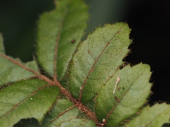 Ackama rosifolia, photograph (c) Angus Campbell, some rights reserved (CC BY)
