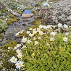 Celmisia prorepens