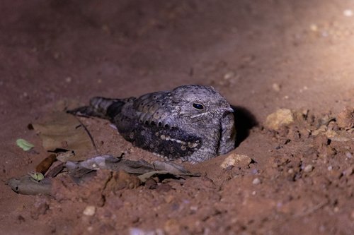 iNaturalist image