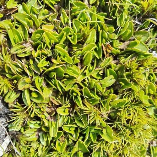 Caltha obtusa, photograph 6